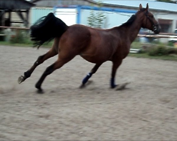 horse Hands Up Diamant (DE) (German trotters, 2003, from Guybo)