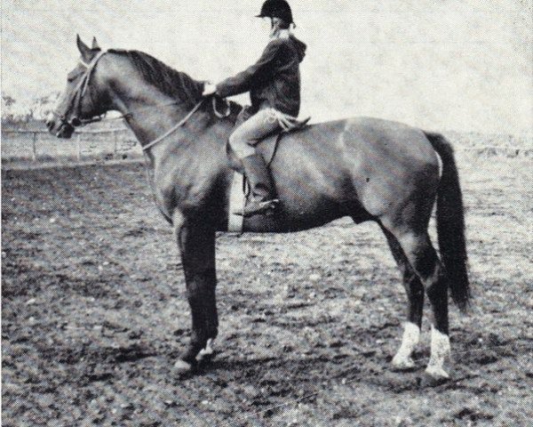 stallion Wersal (Great Poland (wielkopolska), 1966, from Colombo)