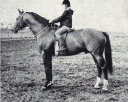 stallion Wersal (Great Poland (wielkopolska), 1966, from Colombo 3363)