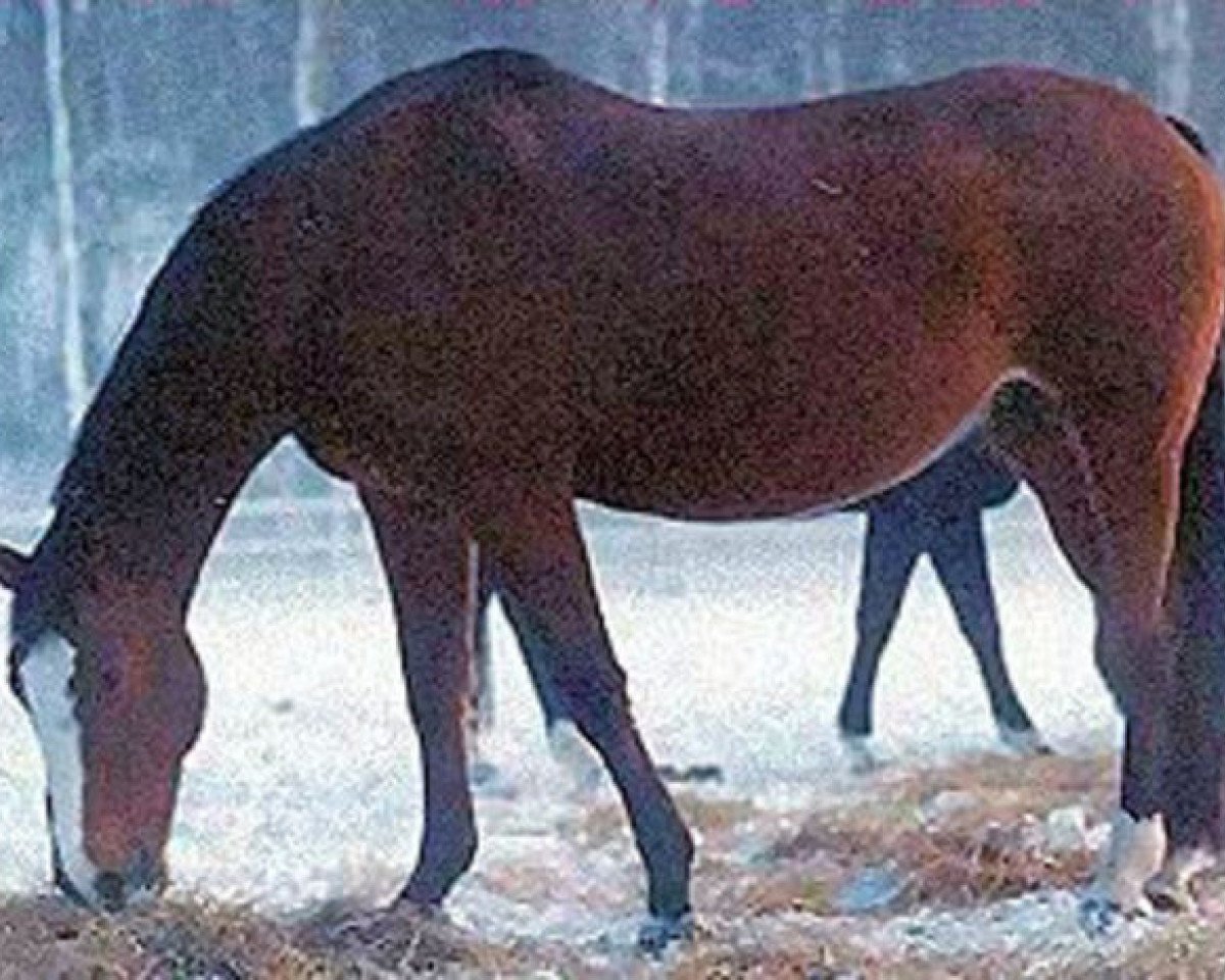Zuchtstute Susan Bakkely 578 FIN (Dänisches Warmblut, 1974, von Wersal)