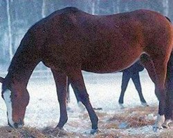 Zuchtstute Susan Bakkely 578 FIN (Dänisches Warmblut, 1974, von Wersal)