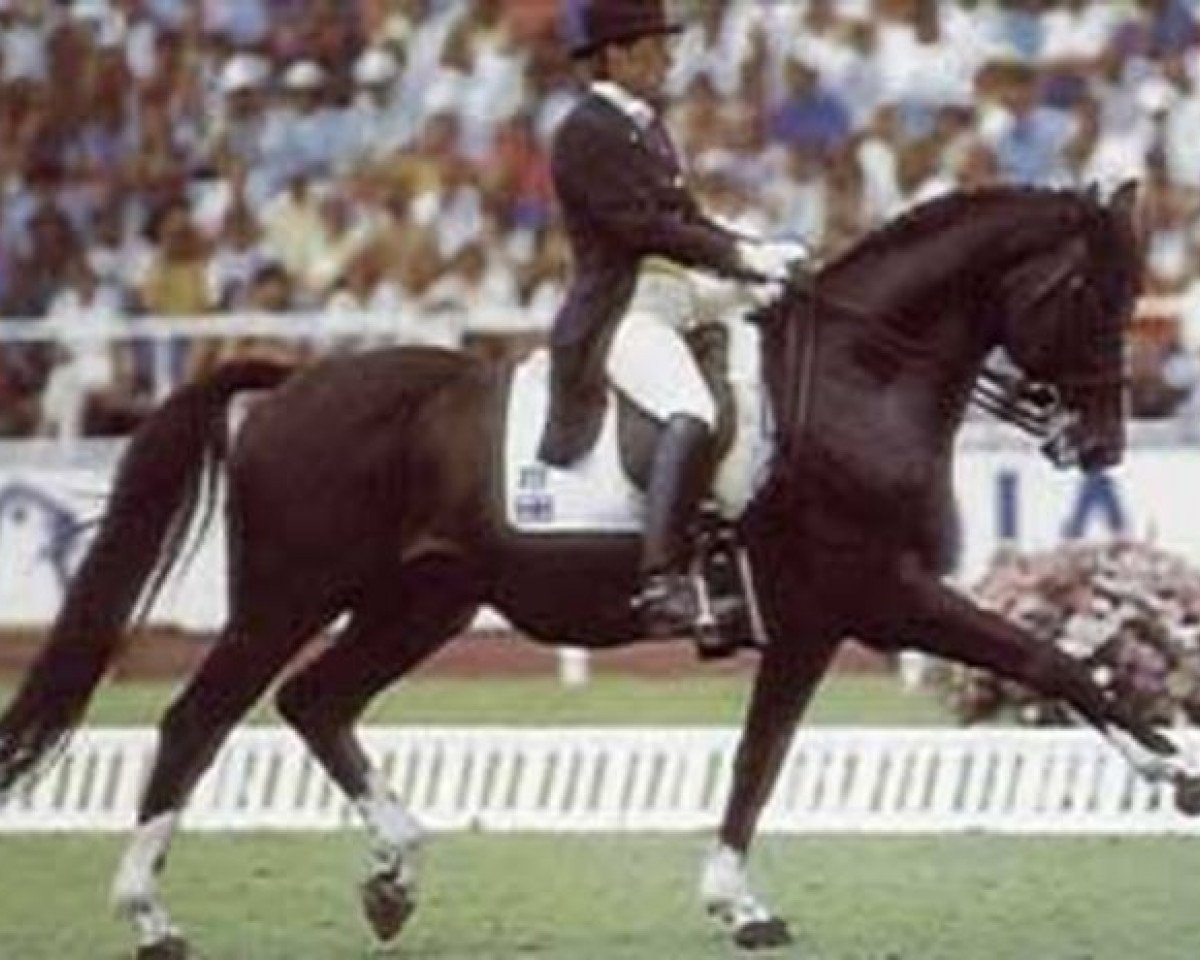 stallion Matador II 53 FIN (Danish Warmblood, 1979, from May Sherif 64 FIN)