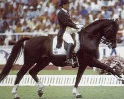 stallion Matador II 53 FIN (Danish Warmblood, 1979, from May Sherif 64 FIN)