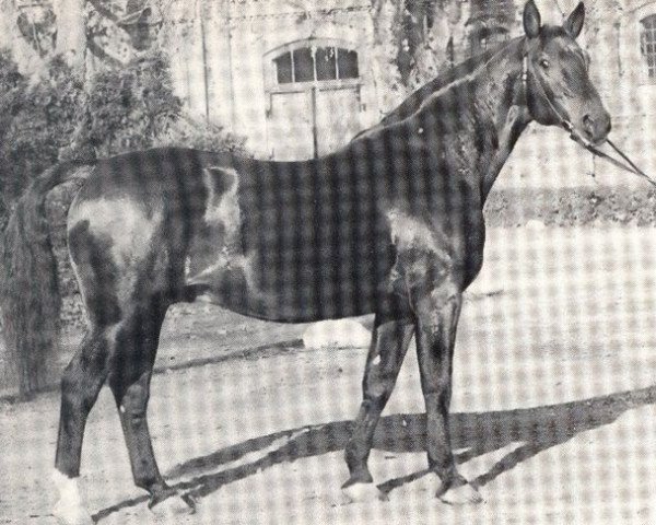 stallion Firn (Westphalian, 1951, from Fesch)