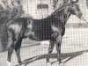 horse Firn (Westphalian, 1951, from Fesch)