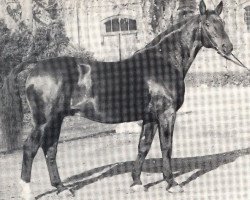 Deckhengst Firn (Westfale, 1951, von Fesch)