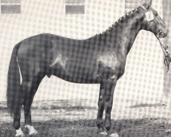 stallion Fiffikus (Westphalian, 1959, from Firn)