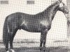 horse Fiffikus (Westphalian, 1959, from Firn)