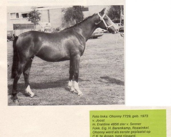 Zuchtstute Ohonny (Koninklijk Warmbloed Paardenstamboek Nederland (KWPN), 1973, von Joost)