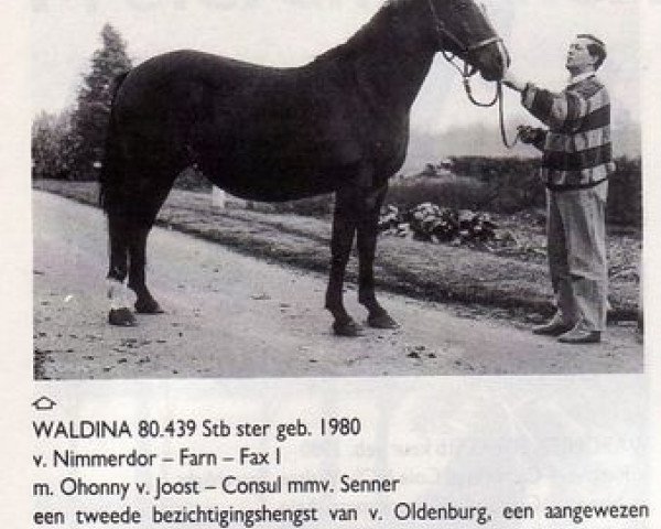 Zuchtstute Waldina (Koninklijk Warmbloed Paardenstamboek Nederland (KWPN), 1980, von Nimmerdor)