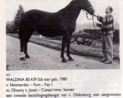 Zuchtstute Waldina (KWPN (Niederländisches Warmblut), 1980, von Nimmerdor)