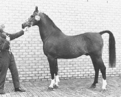 Deckhengst Waldo (Gelderländer, 1957, von Karolus van Wittenstein)