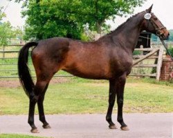 broodmare Lillian (Hanoverian, 1993, from Star Regent xx)