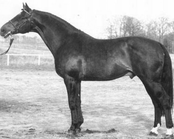 stallion Racot 642 SWE (Danish Warmblood, 1975, from Raimondo)