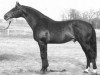 stallion Racot 642 SWE (Danish Warmblood, 1975, from Raimondo)