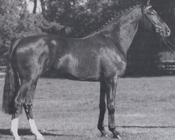 stallion Lateiner (Hanoverian, 1987, from Lanthan)