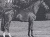 stallion Lateiner (Hanoverian, 1987, from Lanthan)