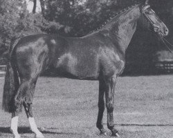 Deckhengst Lateiner (Hannoveraner, 1987, von Lanthan)