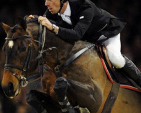 stallion VDL Orame (KWPN (Royal Dutch Sporthorse), 1996, from Indoctro)