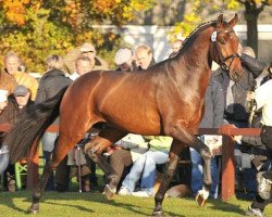 stallion Bonifatius (Hanoverian, 2006, from Belissimo NRW)