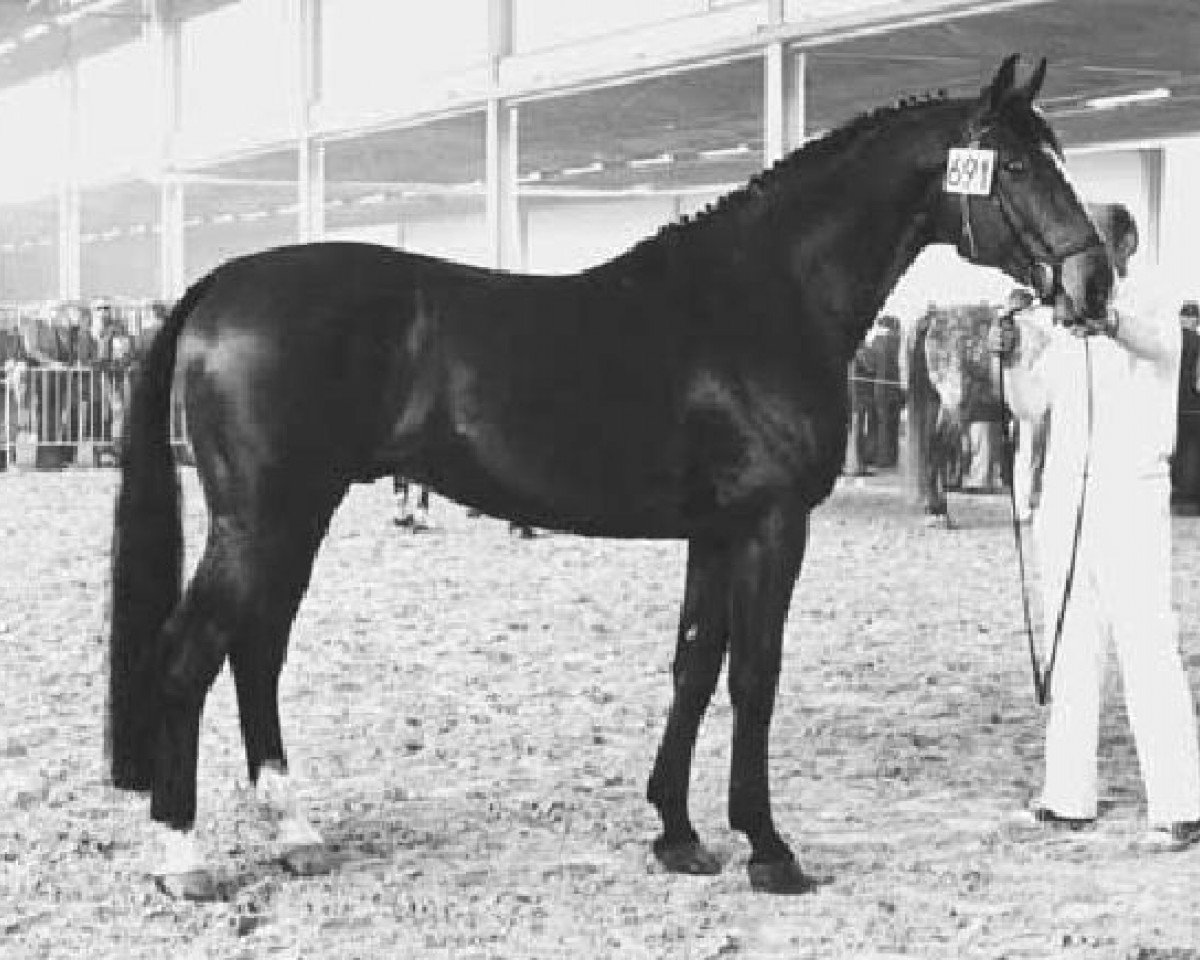 Deckhengst Komeet (Holsteiner, 1969, von Sable Skinflint xx)