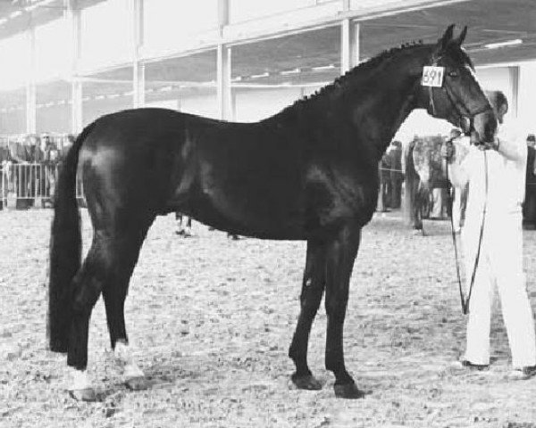 stallion Komeet (Holsteiner, 1969, from Sable Skinflint xx)