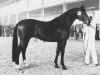 stallion Komeet (Holsteiner, 1969, from Sable Skinflint xx)