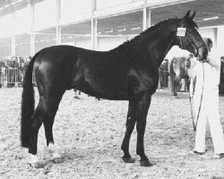 stallion Komeet (Holsteiner, 1969, from Sable Skinflint xx)