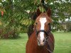 Dressurpferd Frisinga's Sweet Kiss (Deutsches Reitpony, 2007, von Derano Gold)