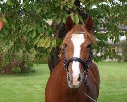 dressage horse Frisinga's Sweet Kiss (German Riding Pony, 2007, from Derano Gold)