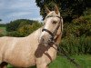 dressage horse Frisinga's Sound of Silence (German Riding Pony, 2009, from Don Jonson B)