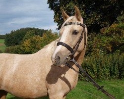 Dressurpferd Frisinga's Sound of Silence (Deutsches Reitpony, 2009, von Don Jonson B)