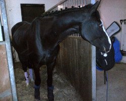 dressage horse Fontanes Favorit (Oldenburger, 2008, from Fontane)