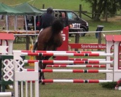 jumper Comander 8 (Oldenburg show jumper, 2006, from Colander)