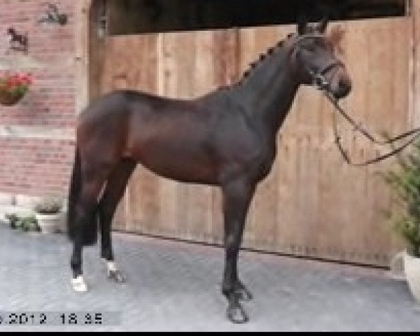 dressage horse Bailey von Velen (Hanoverian, 2010, from Bonifatius)
