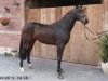 dressage horse Bailey von Velen (Hanoverian, 2010, from Bonifatius)