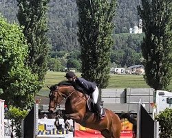 dressage horse Tschaperhof's Lousiano (Württemberger, 2013, from Lyjanero)