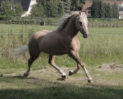 dressage horse Atreju (German Riding Pony, 2009, from Top Champy)