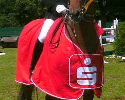 dressage horse Da Vinci 211 (Hanoverian, 2005, from Don Crusador)