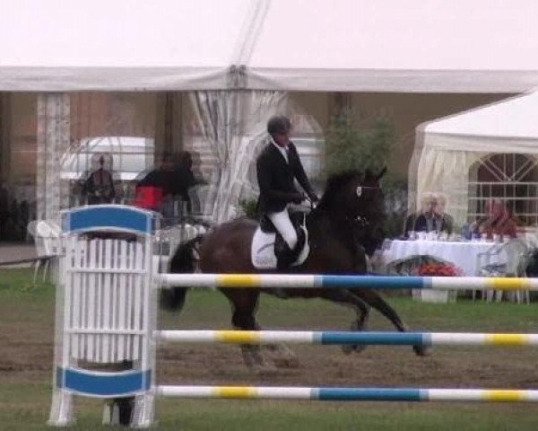 jumper Surprise (Hanoverian, 2006, from Stakkato)