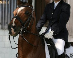 stallion Holsteins Dynamit (German Riding Pony, 2000, from Holsteins Dynamo)