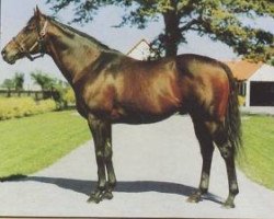 Deckhengst Straight Strike xx (Englisches Vollblut, 1977, von Mr. Prospector xx)