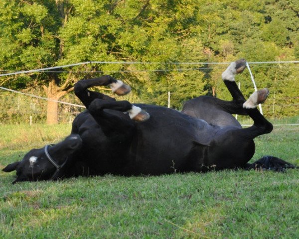 Pferd Giordana H (Hannoveraner, 1997, von Graf Grannus)