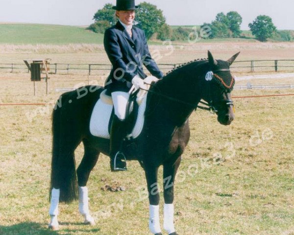 stallion Bazooka (German Riding Pony, 1996, from Brillant)
