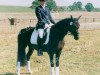 stallion Bazooka (German Riding Pony, 1996, from Brillant)