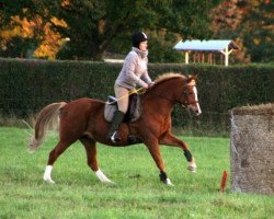 broodmare Alicia (German Riding Pony, 2005, from Arts-Dancer-Boy)