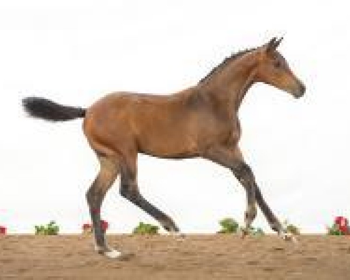 jumper Fohlen Elm 03 (Holsteiner, 2012, from Casall Ask)