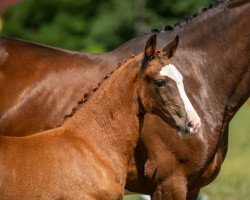 Pferd Dear Rose (Deutsches Reitpony, 2022, von The Braes My Mobility)