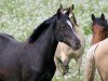 broodmare Crown Maerchenfee (German Riding Pony, 2011, from Petit Magic Colour)