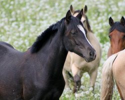 Zuchtstute Crown Maerchenfee (Deutsches Reitpony, 2011, von Petit Magic Colour)